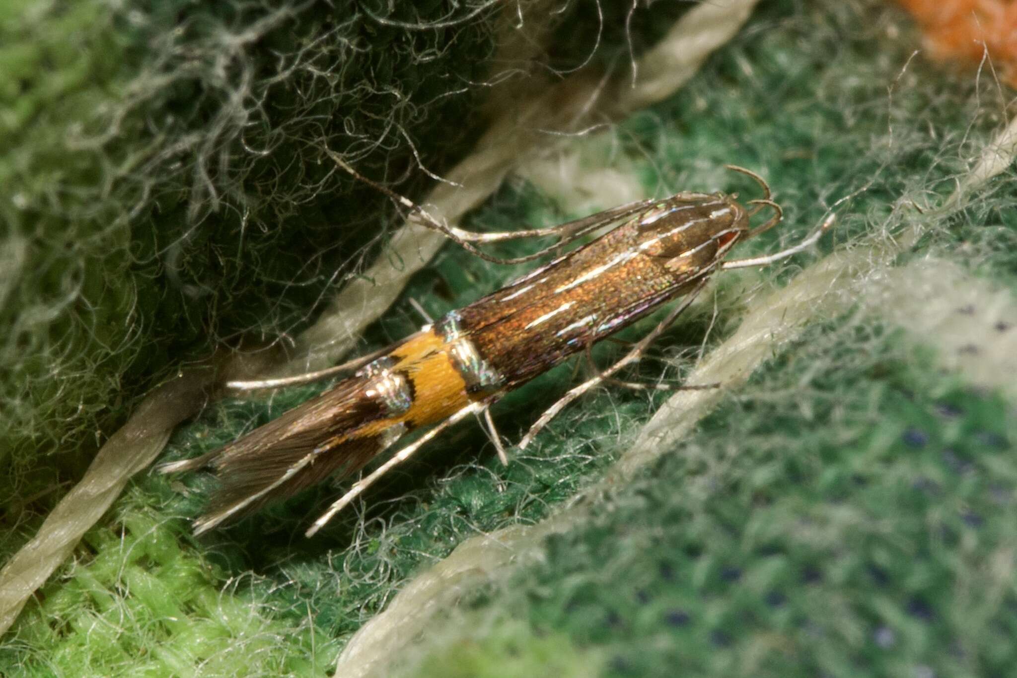 Image of Cosmopterix scribaiella Zeller 1850