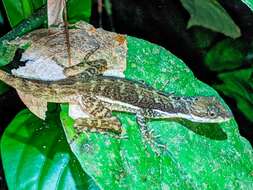 Image of Anolis oxylophus Cope 1875