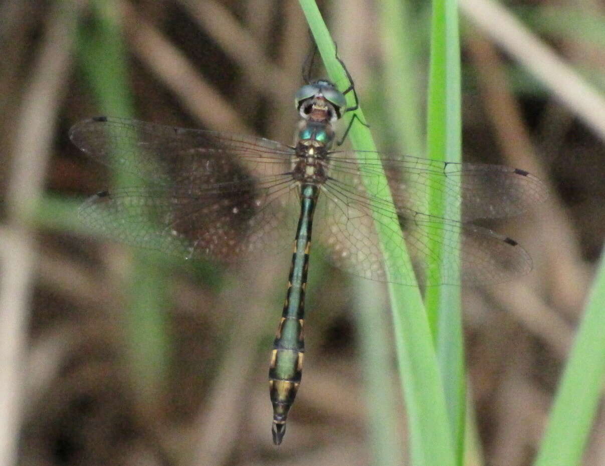 Image of Fat-bellied Emerald