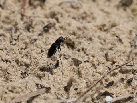 Image of Cicindela (Cicindelidia) abdominalis Fabricius 1801