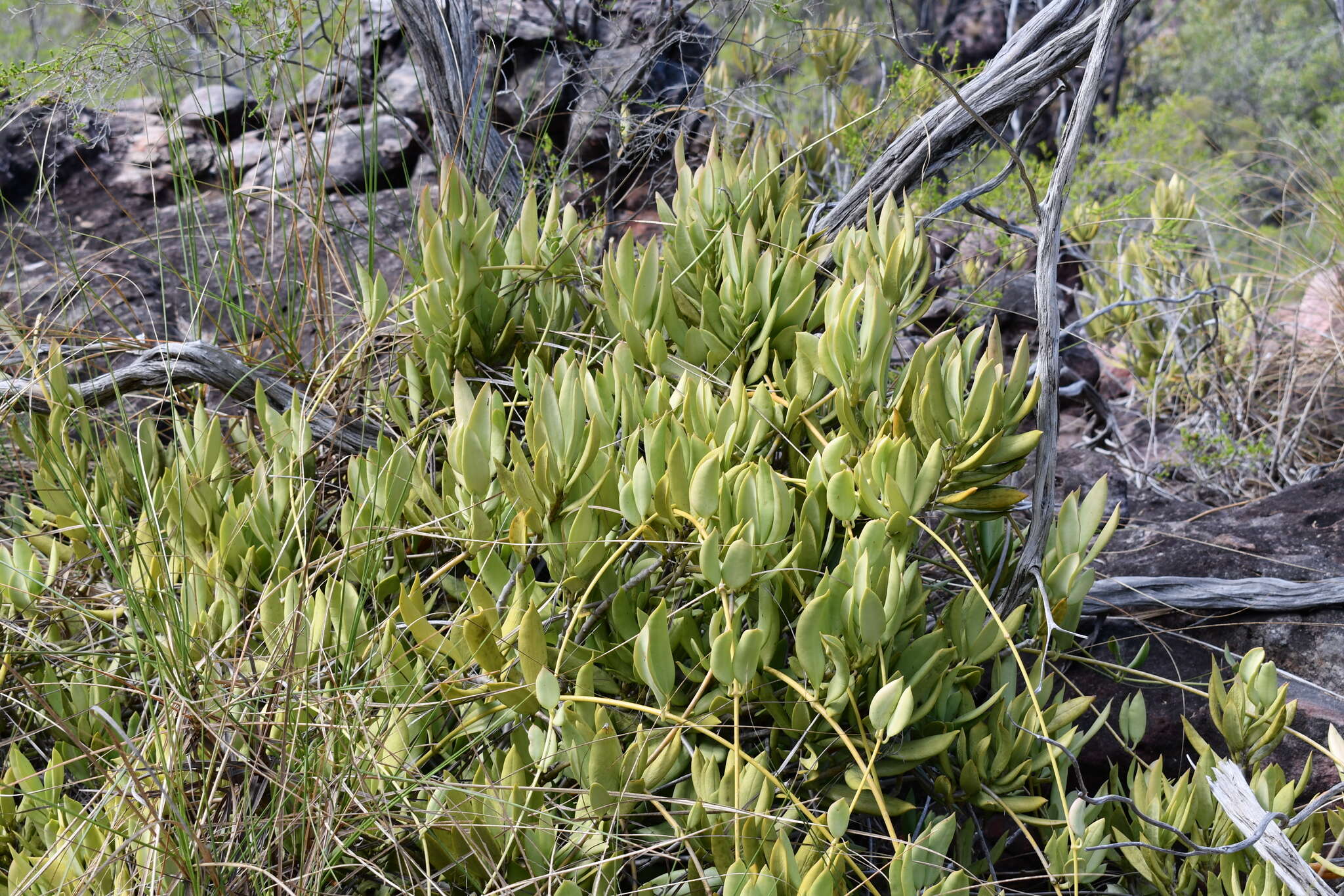 Image of Wax flower