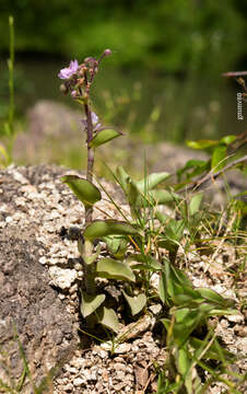 Image of Tripogandra glandulosa (Seub.) Rohweder