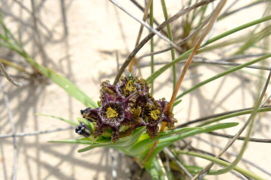 Image of Ferraria foliosa G. J. Lewis