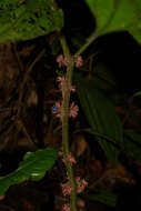 Image de Miconia septuplinervia