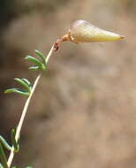 Image of Aspalathus biflora subsp. biflora