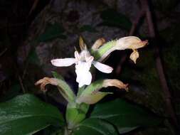 Herpysma longicaulis Lindl. resmi