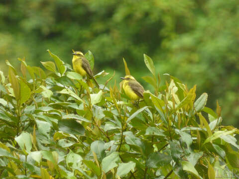 Conopias cinchoneti (Tschudi 1844)的圖片