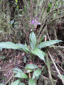 Image of Calanthe sylvatica (Thouars) Lindl.