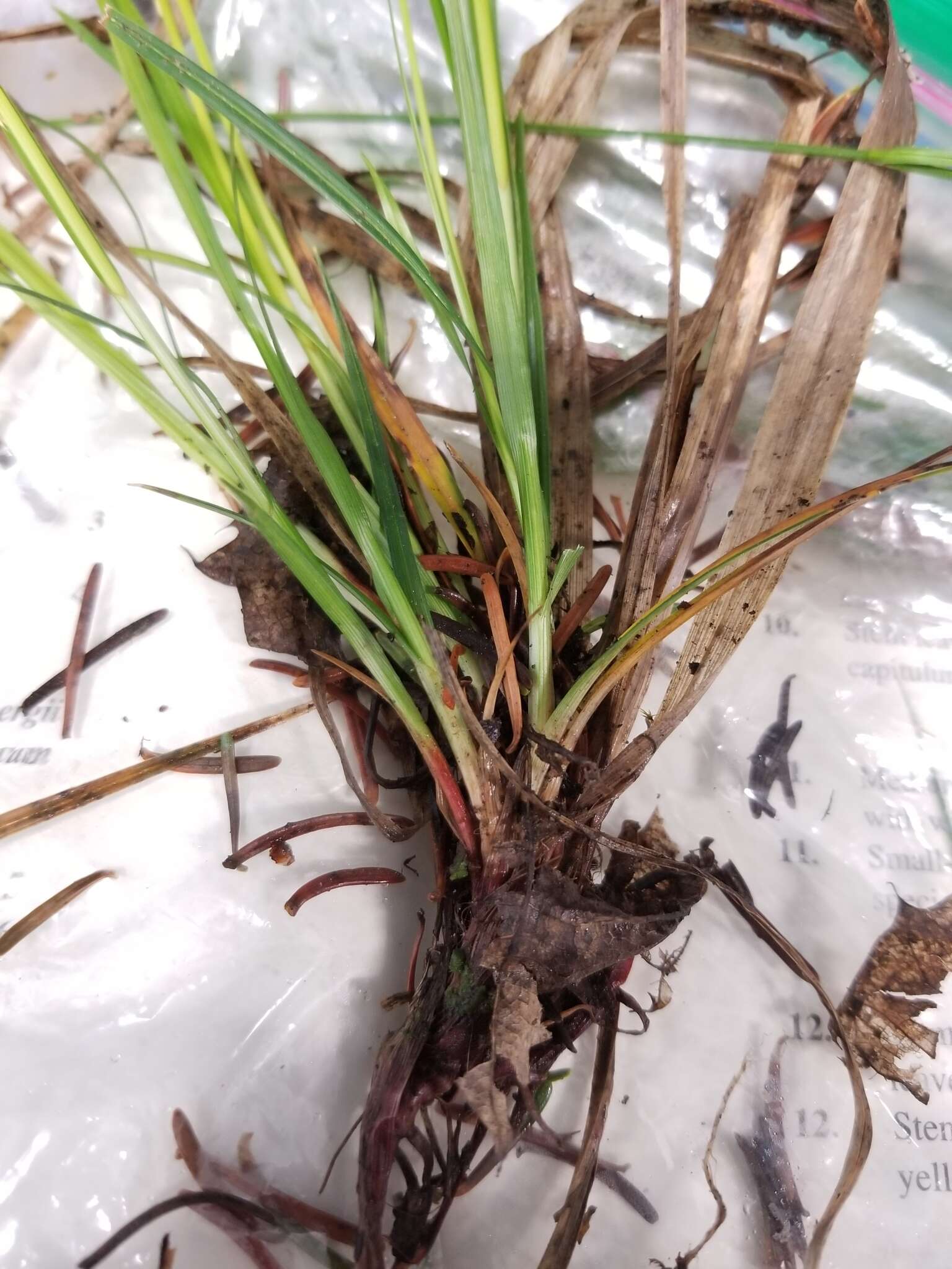 Image of fibrousroot sedge