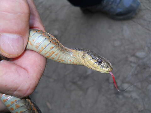 Image of Thamnophis elegans terrestris Fox 1951