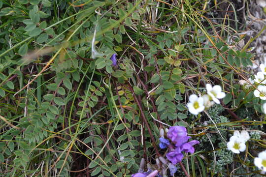 Image de Oxytropis jacquinii Bunge