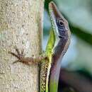 Image of Henderson's Anole
