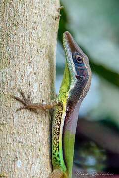 Image of Henderson's Anole
