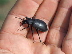 Imagem de Calosoma (Campalita) maderae (Fabricius 1775)