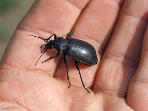 Image of Calosoma (Campalita) maderae (Fabricius 1775)