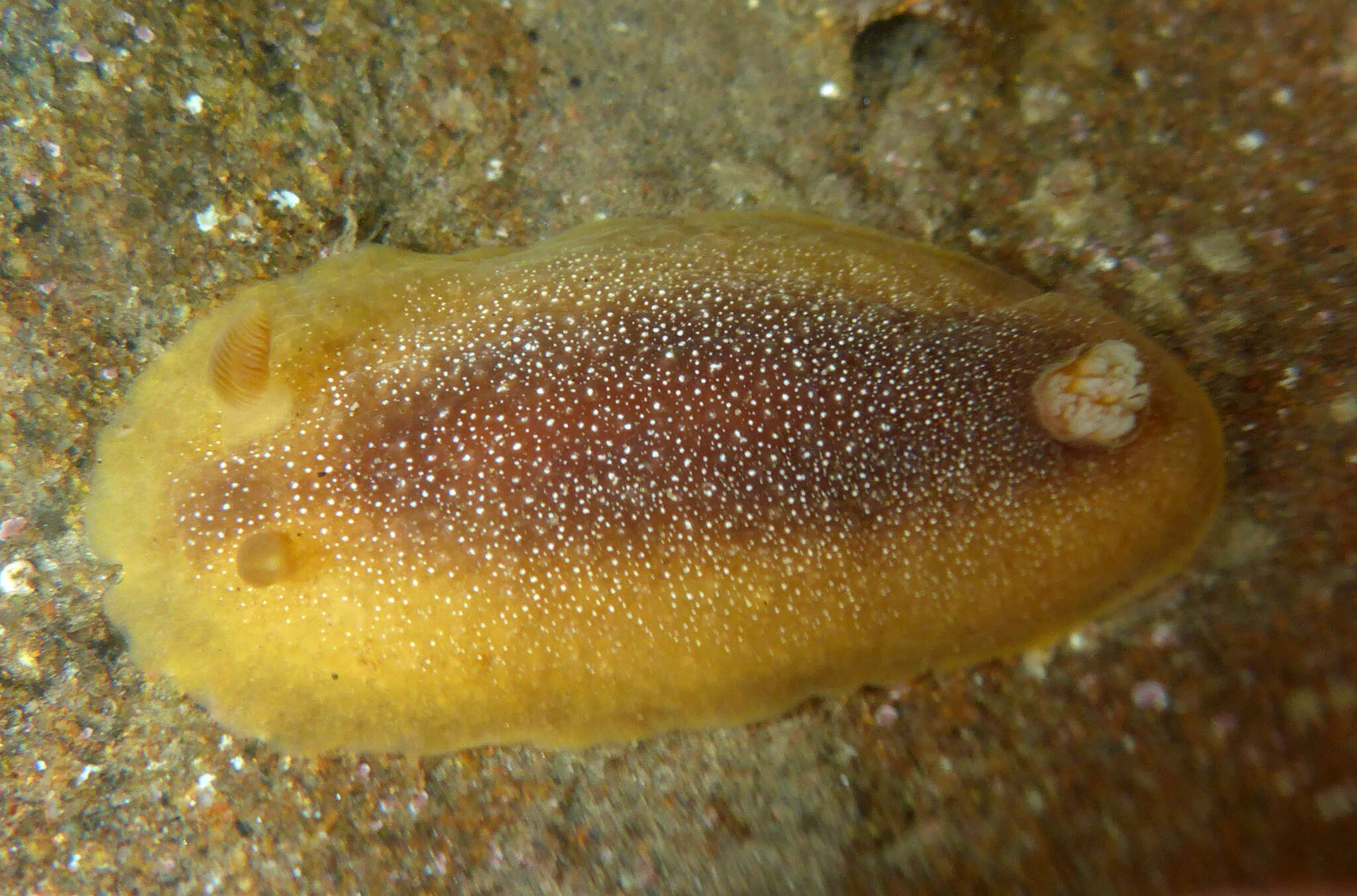 Image of Doriopsilla albopunctata (J. G. Cooper 1863)