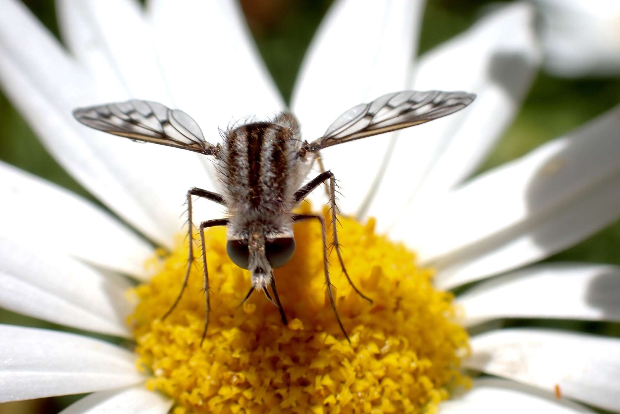 Image of <i>Marmasoma sumptuosum</i>