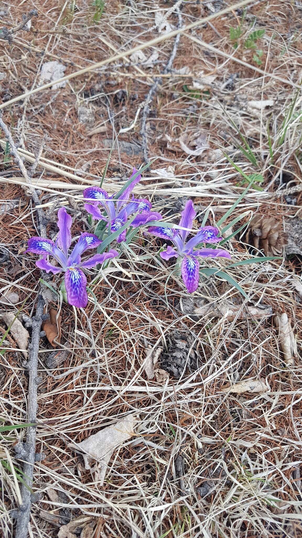 Image de Iris ivanovae Doronkin