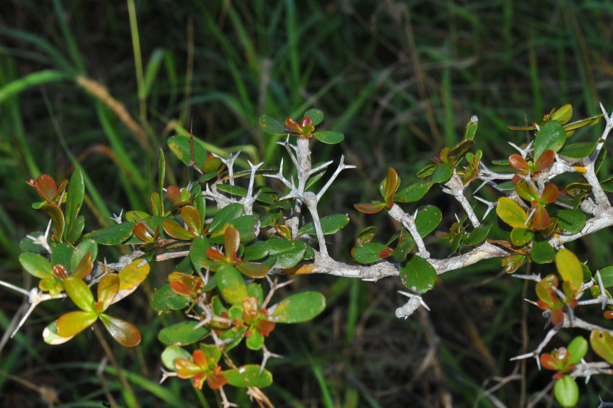 Image of spiny bucida