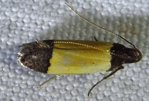 Image of Coverdale's Anacampsis