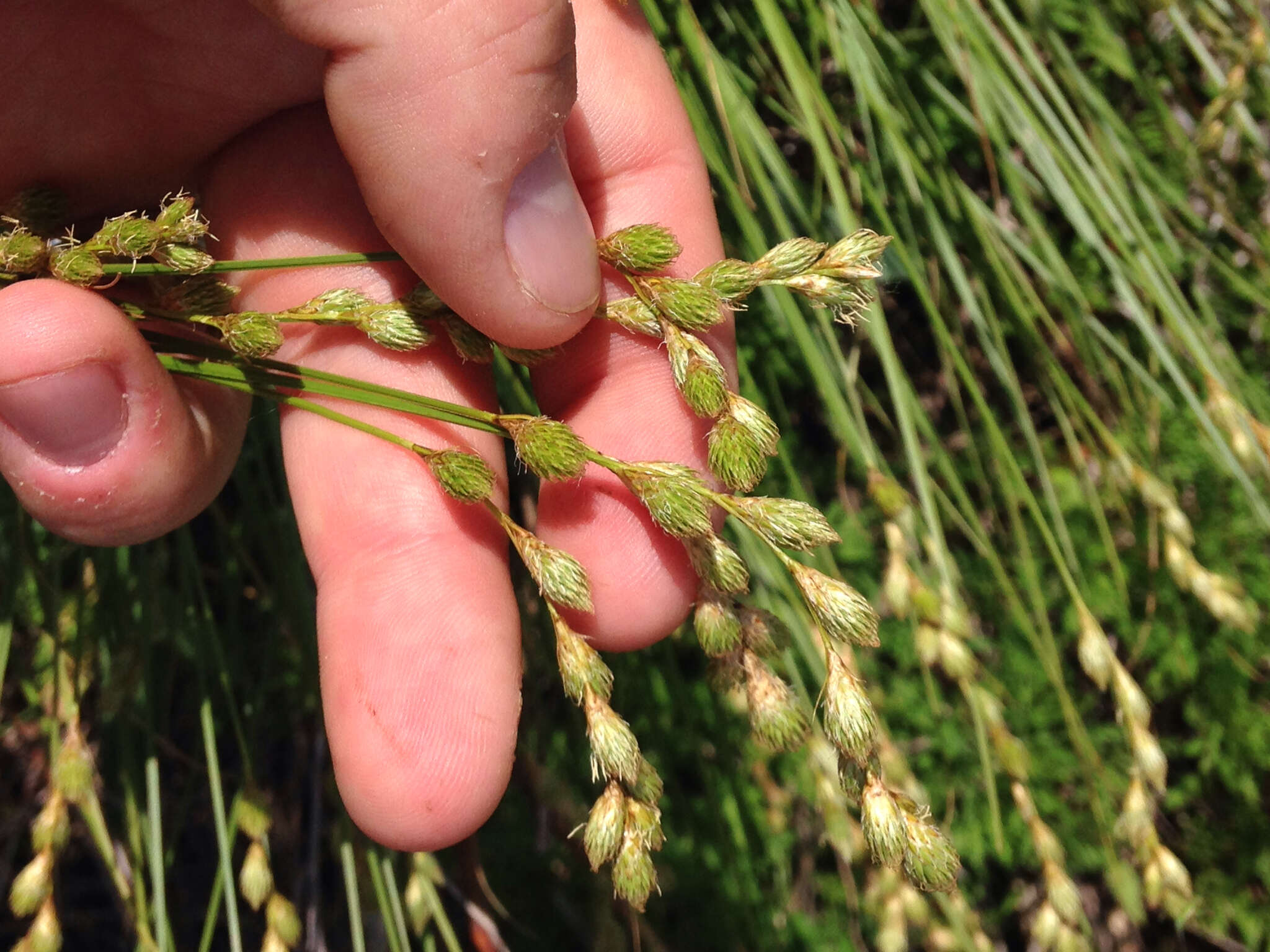 Image of broom sedge