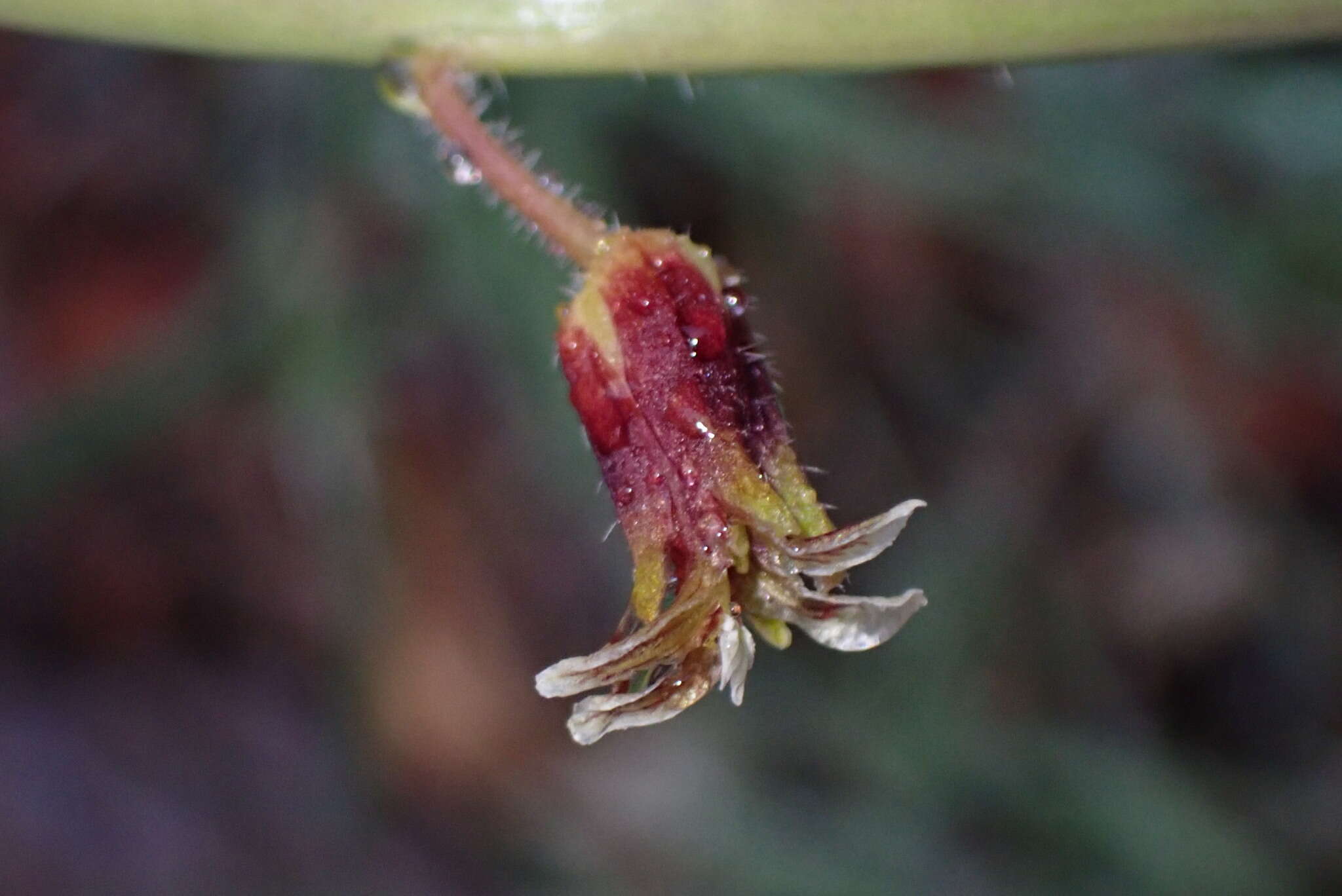 صورة Caulanthus coulteri (A. Gray ex S. Watson) S. Watson