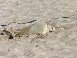 Image of Ridley sea turtles