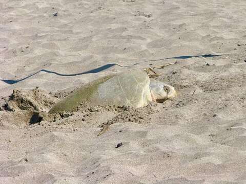 Image of Ridley sea turtles