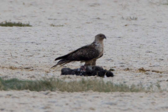 Image of Whistling Kite