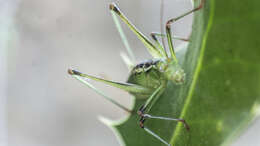 Image of Andreiniimon nuptialis (Karny 1918)