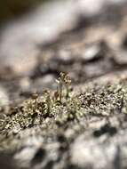 Image of cup lichen