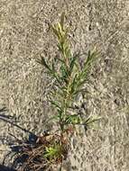 Image of Callistemon viminalis subsp. viminalis