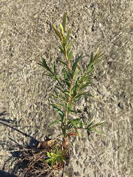 صورة Callistemon viminalis subsp. viminalis