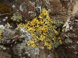 Image of ciliate saxifrage