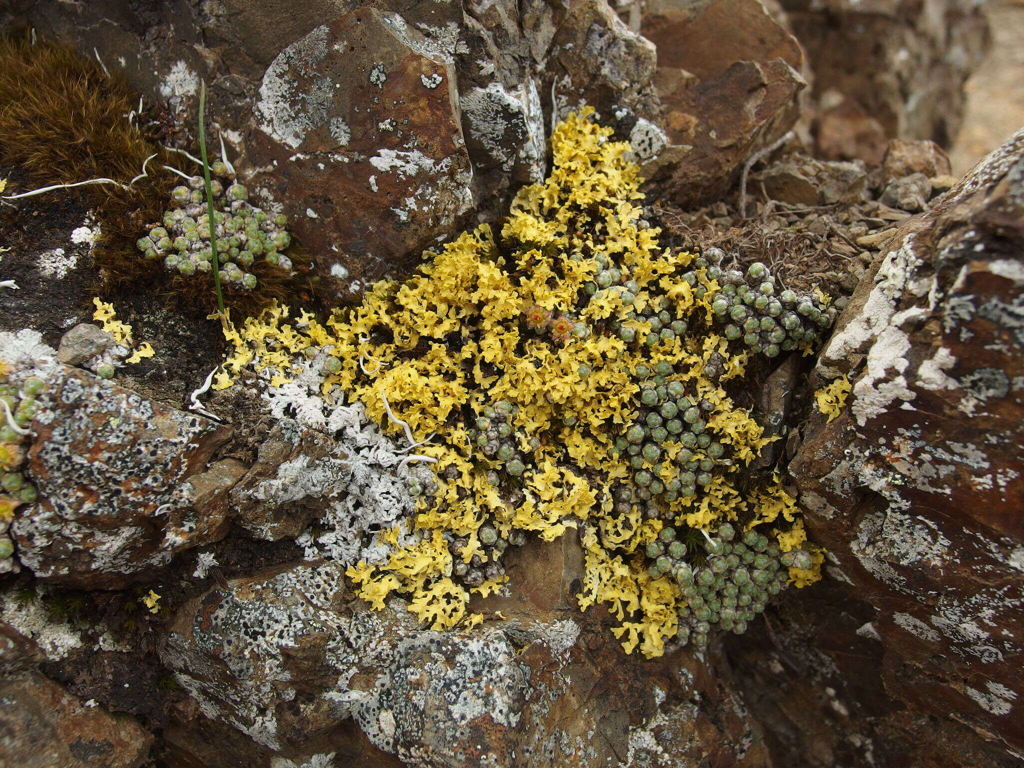 Image de Saxifraga eschscholtzii Sternb.