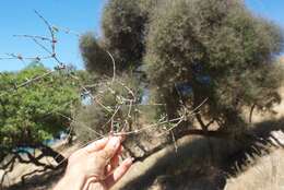 Image of Olearia fimbriata M. Heads