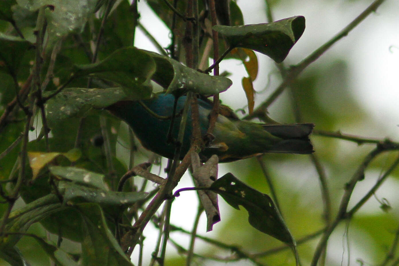 Image of Bay-headed Tanager