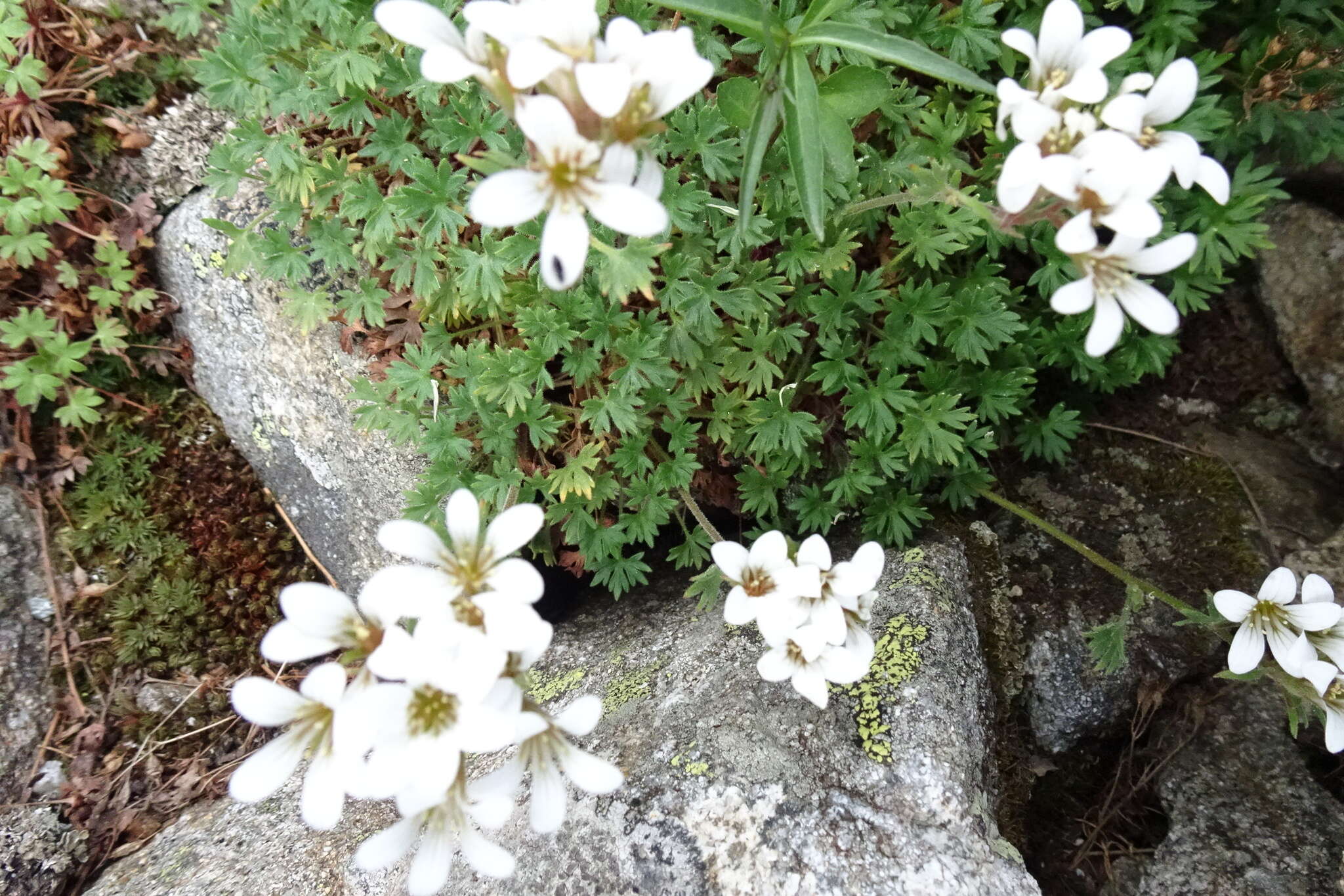 Sivun Saxifraga geranioides L. kuva