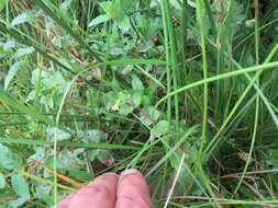 Image of James' monkeyflower