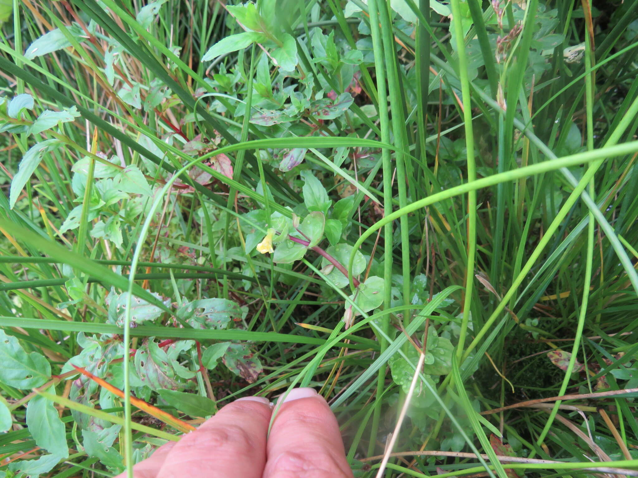 Image of James' monkeyflower