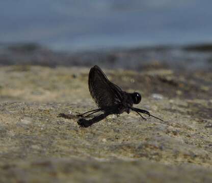 Image of Smoky Rubyspot