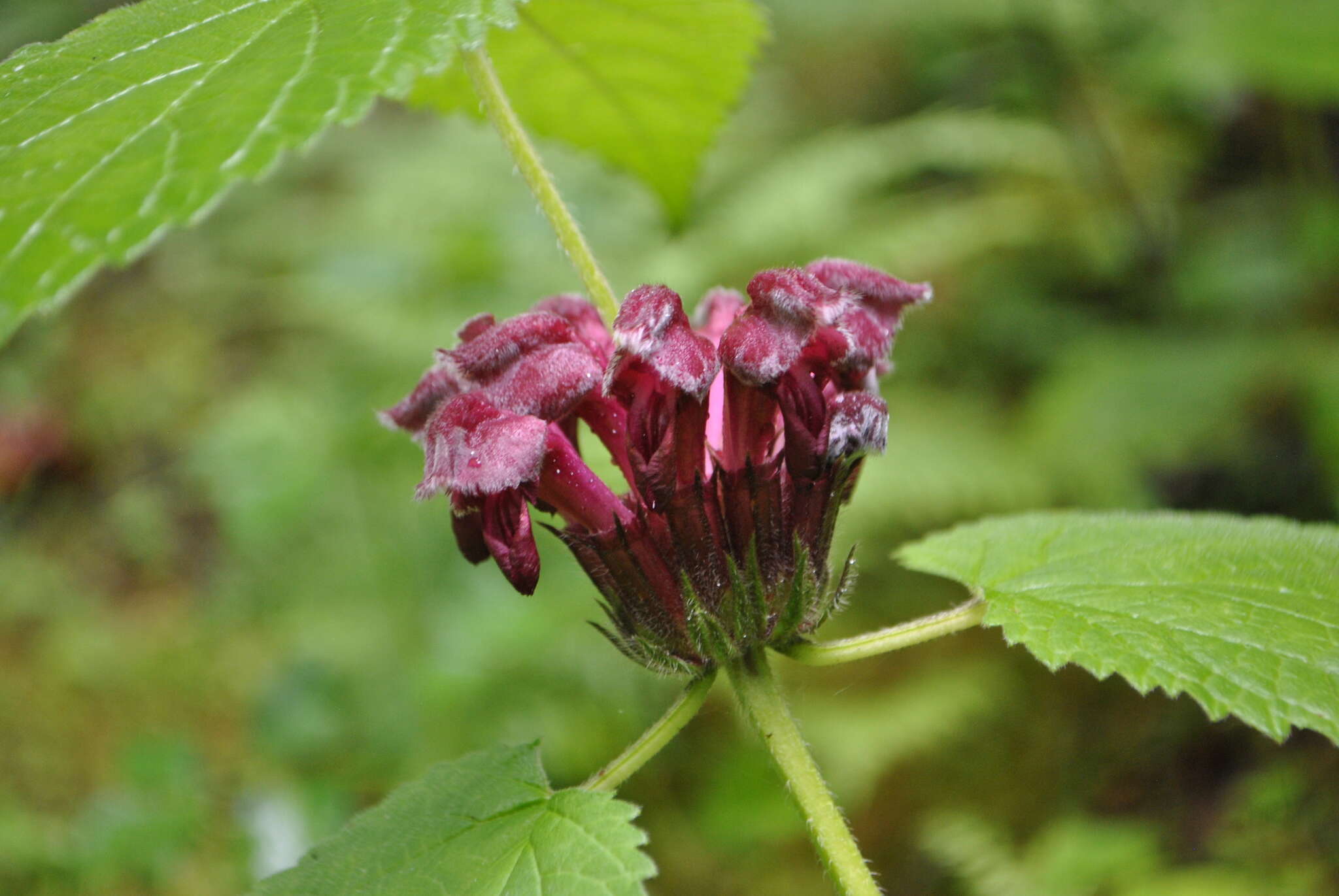 Image de Phlomoides ornata (C. Y. Wu) Kamelin & Makhm.