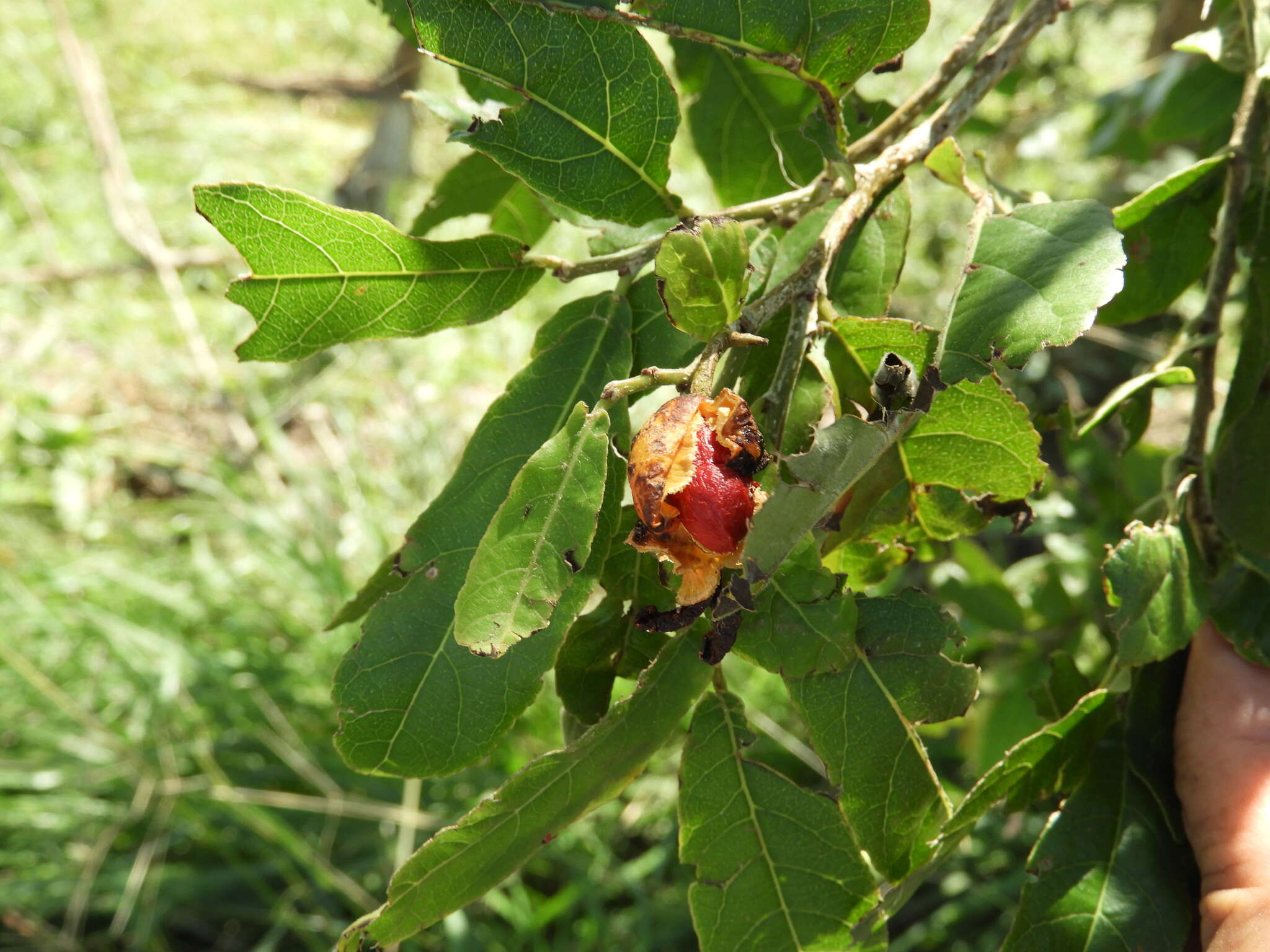 Image of Casearia corymbosa Kunth