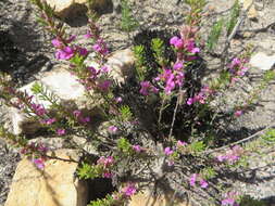 Слика од Indigofera pappei Fourc.