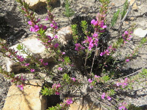 Indigofera pappei Fourc.的圖片