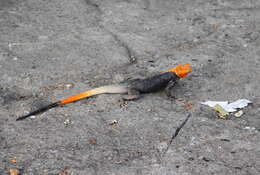 Image of Common agama