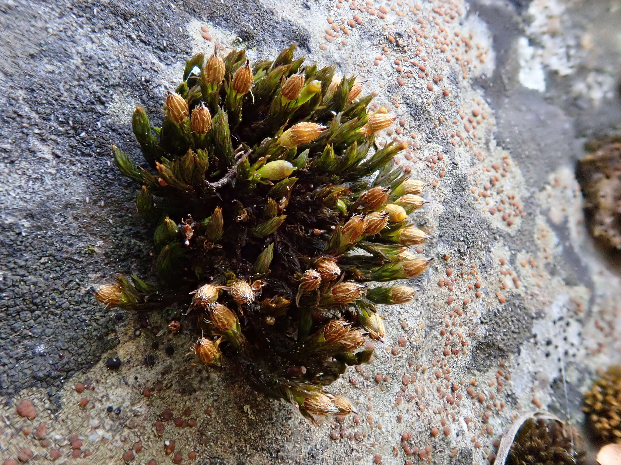 Image of orthotrichum moss