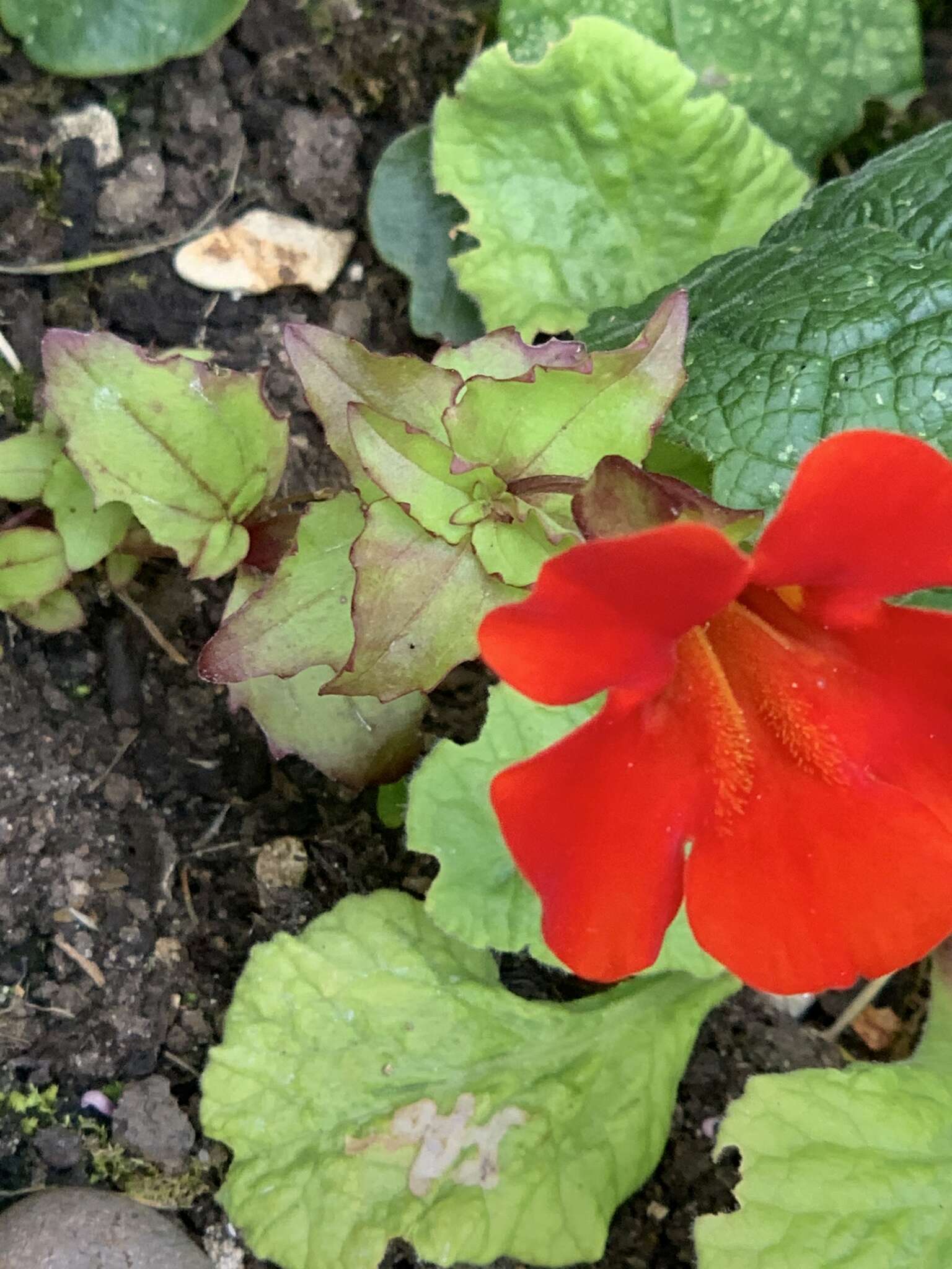 Image of Erythranthe hybrida (Siebert & Voss) Silverside