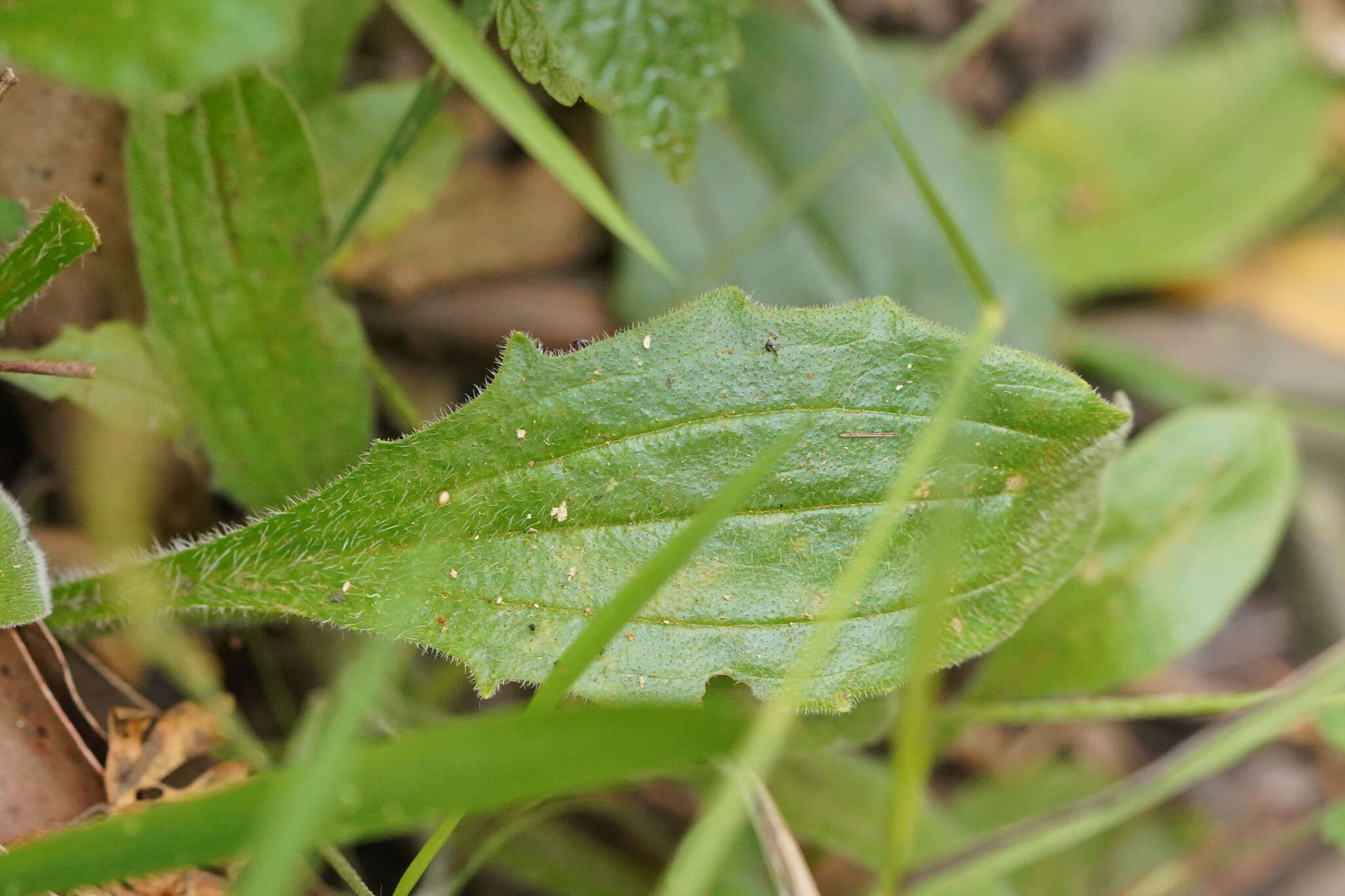 Image of weak plantain