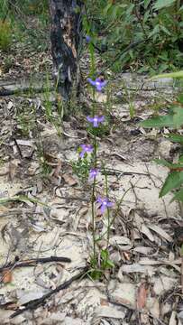 Image of Lobelia dentata Cav.